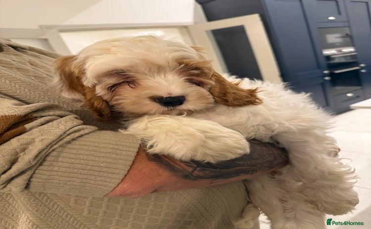 Mixed Breed dogs - Advert 5