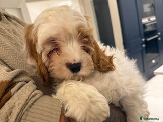 Mixed Breed dogs - Advert 28