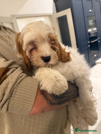 Mixed Breed dogs - Advert 16