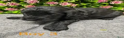 Cockapoo dogs for sale: Beautiful Loving Cockerpoo’s in London - Advert 15