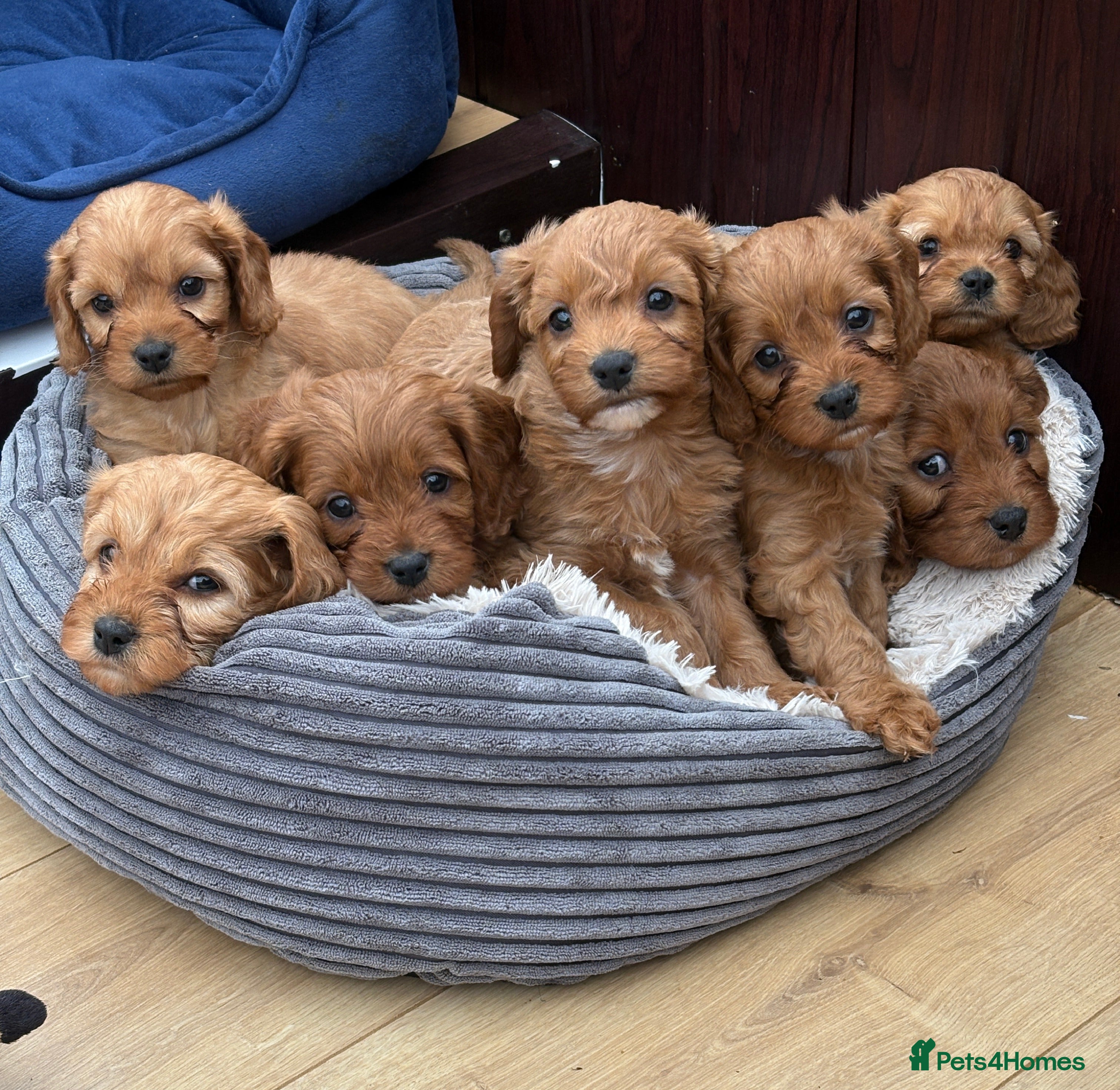 Cavapoo dogs Stunning litter of F1 Cavapoo pups - Advert 2
