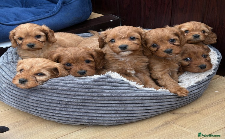 Cavapoo dogs Stunning litter of F1 Cavapoo pups - Advert 1
