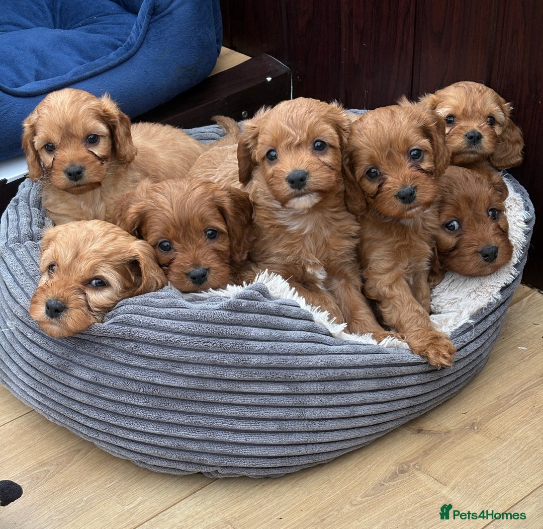 Cavapoo dogs for sale: Stunning litter of F1 Cavapoo pups - Advert 1