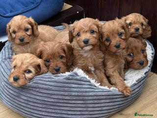 Cavapoo dogs Stunning litter of F1 Cavapoo pups - Advert 16