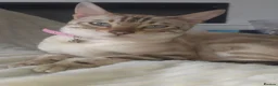 Bengal cats for sale: Exquisite Pedigree Bengal Kittens Waiting List - Advert 7
