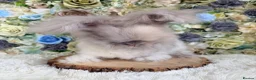 Angora rabbits for sale: Vaccinated Angoras ~ Ready Now in Plymouth - Advert 1