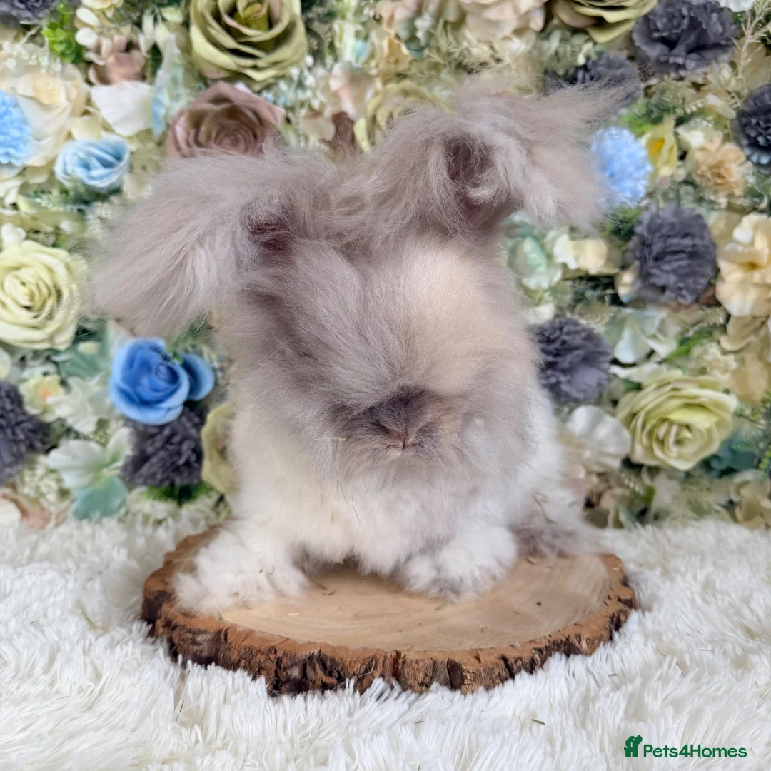 Angora rabbits for sale: Vaccinated Angoras ~ Ready Now in Plymouth - Advert 1