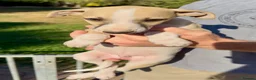 Whippet dogs for sale: READY TO GO - Healthy, well-bred, KC Whippet pups - Advert 21