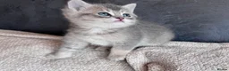 British Shorthair cats for sale: Beautiful British Shorthair Kittens Blue Eyes - Advert 10