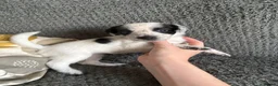 Mixed Breed dogs for sale: 🐾🐶10 stunning Cocker collies🐶🐾 in Morpeth - Advert 15