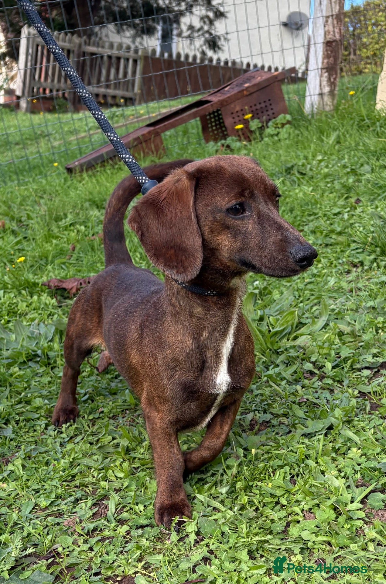 Miniature Dachshund dogs PROVEN BRINDLE 4KG KC REG HEALTH TESTED BOY - Advert 7