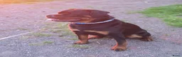 Rottweiler dogs for sale: 11 month old german rottweiler  - Advert 2