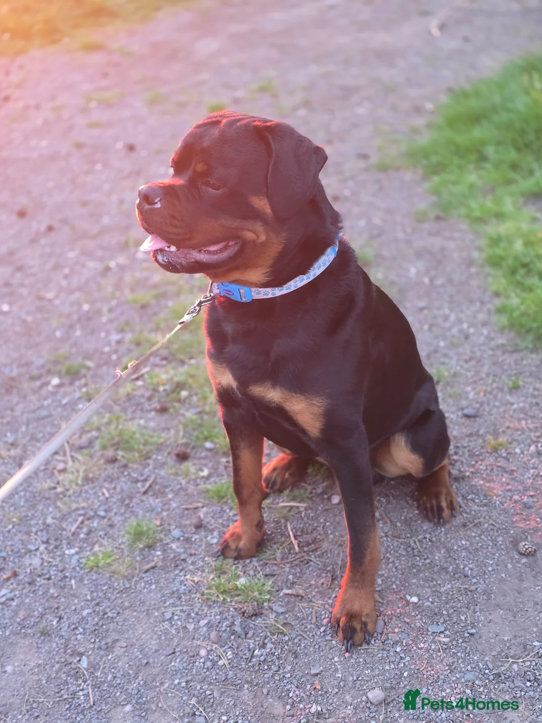 Rottweiler dogs for sale: 11 month old german rottweiler  - Advert 2