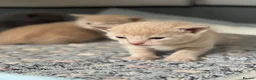 Scottish Fold cats for sale: Rare Cream🐱Scottish Fold × British Shorthair - Advert 2