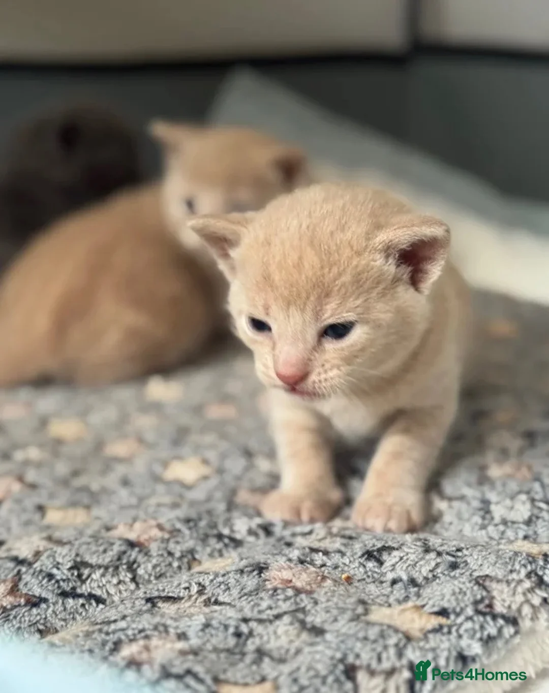 Scottish Fold cats for sale: Rare Cream🐱Scottish Fold × British Shorthair - Advert 2