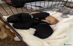 Cocker Spaniel dogs for sale: Cocker spaniel puppies for sale  - Image 20
