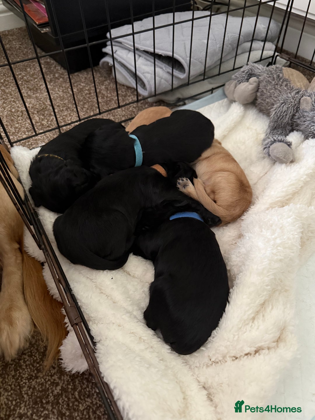 Cocker Spaniel dogs for sale: Cocker spaniel puppies for sale  - Image 20