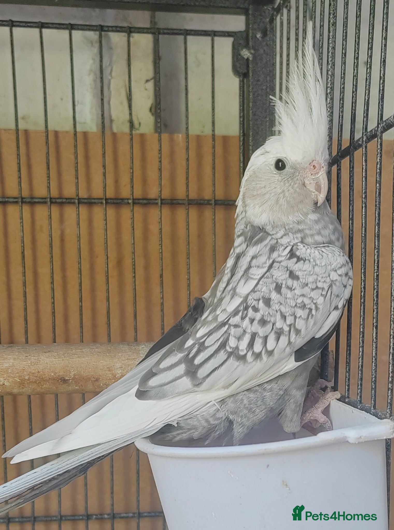 Cockatiels birds Beautiful Cockatiel Baby - Advert 3