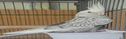 Cockatiels birds for sale: Beautiful Cockatiel Baby in Brixham - Advert 1
