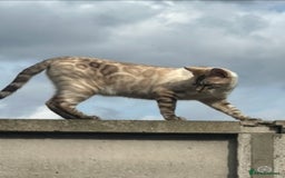 Bengal cats for sale: 5 bengal kittens looking for a loving home  - Image 14