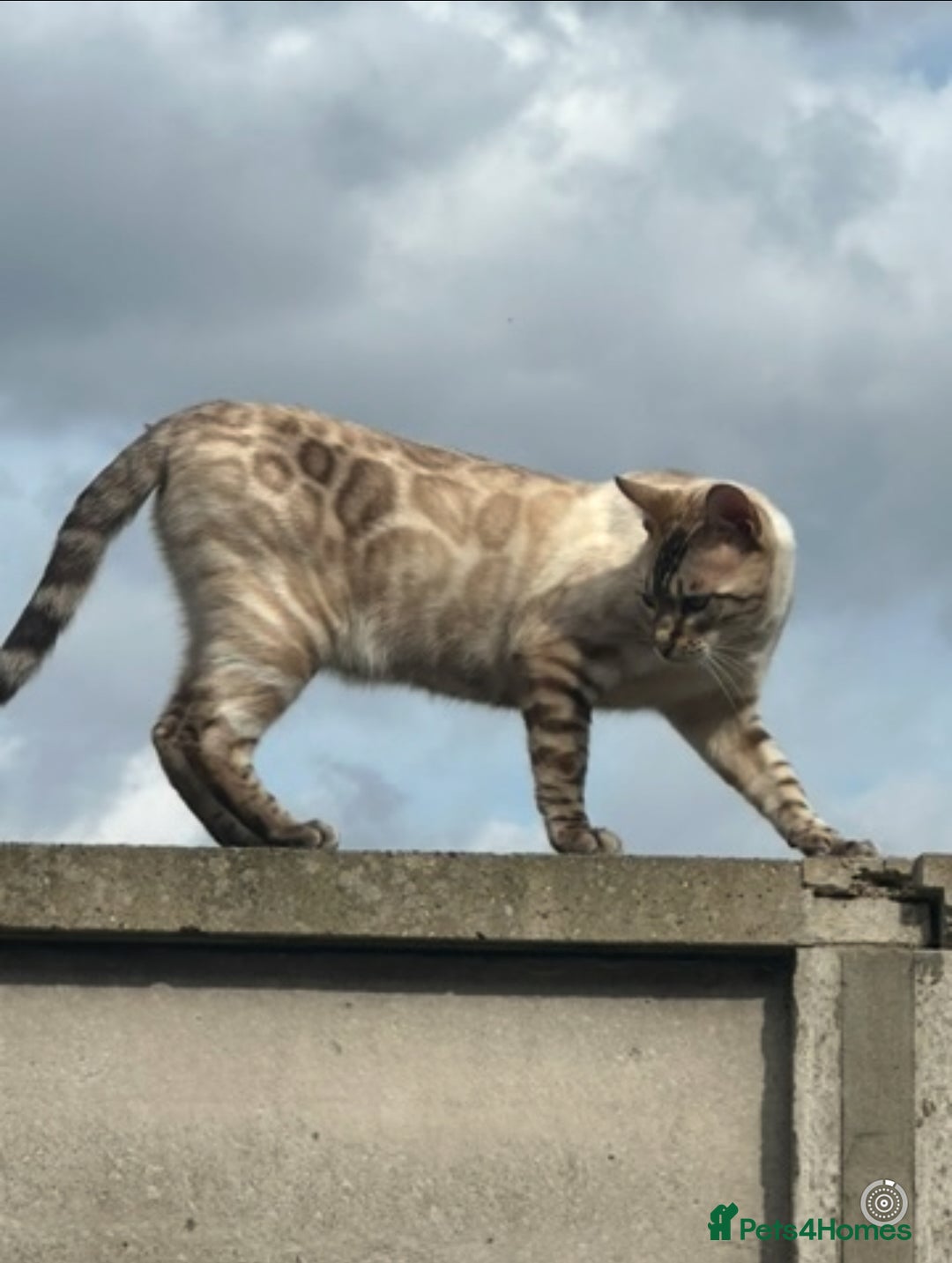 Bengal cats for sale: 5 bengal kittens looking for a loving home  - Image 14