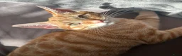 Domestic Shorthair cats for sale: SIMBA SADLY NEEDS A NEW LOVING HOME! in London - Advert 1