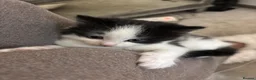 Domestic Shorthair cats for sale: Beautiful Black Female Kitten in Leeds - Advert 9