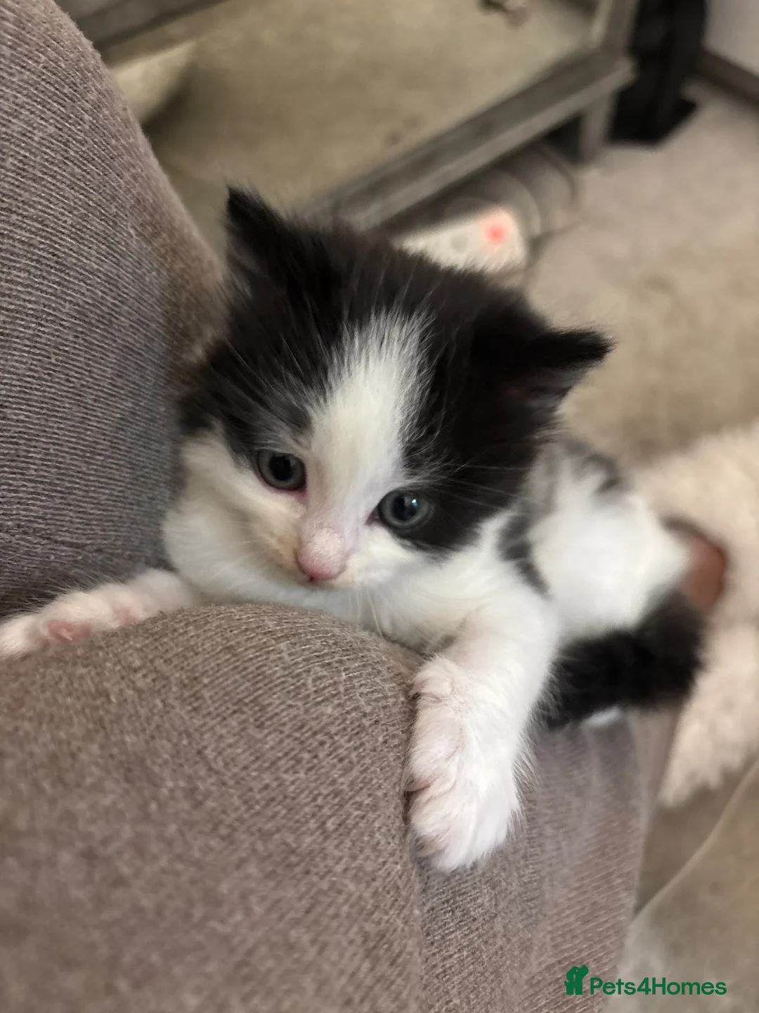 Domestic Shorthair cats for sale: Beautiful Black Female Kitten in Leeds - Advert 9