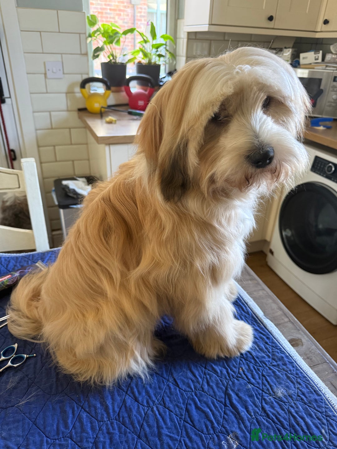 Tibetan Terrier dogs for stud: Tibetan Terrier for Stud Duties - Image 3