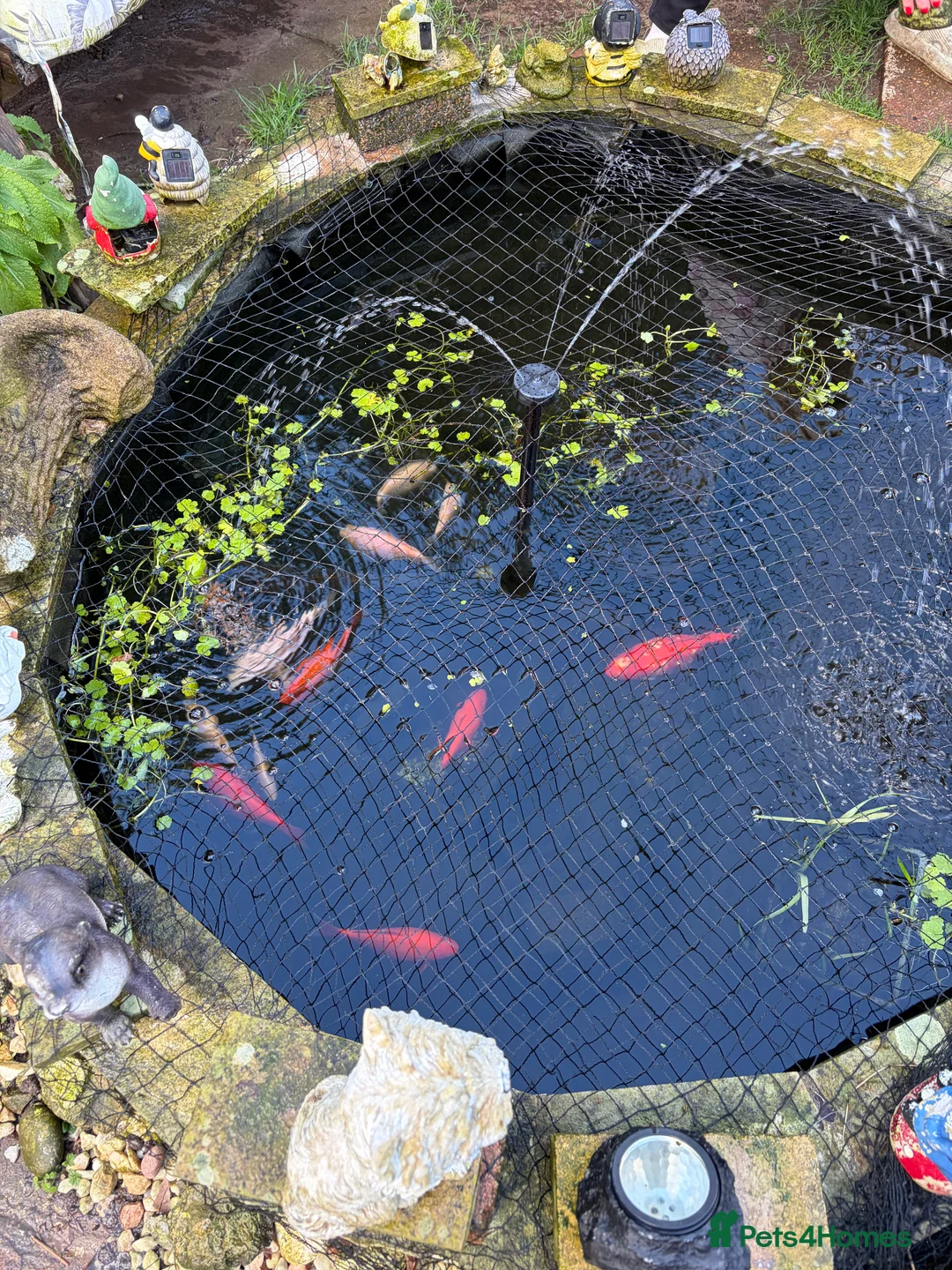 Pond Fish fish for sale: Pond fish  in Penarth - Advert 1