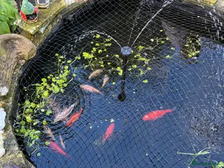 Pond Fish fish Pond fish - Advert 3