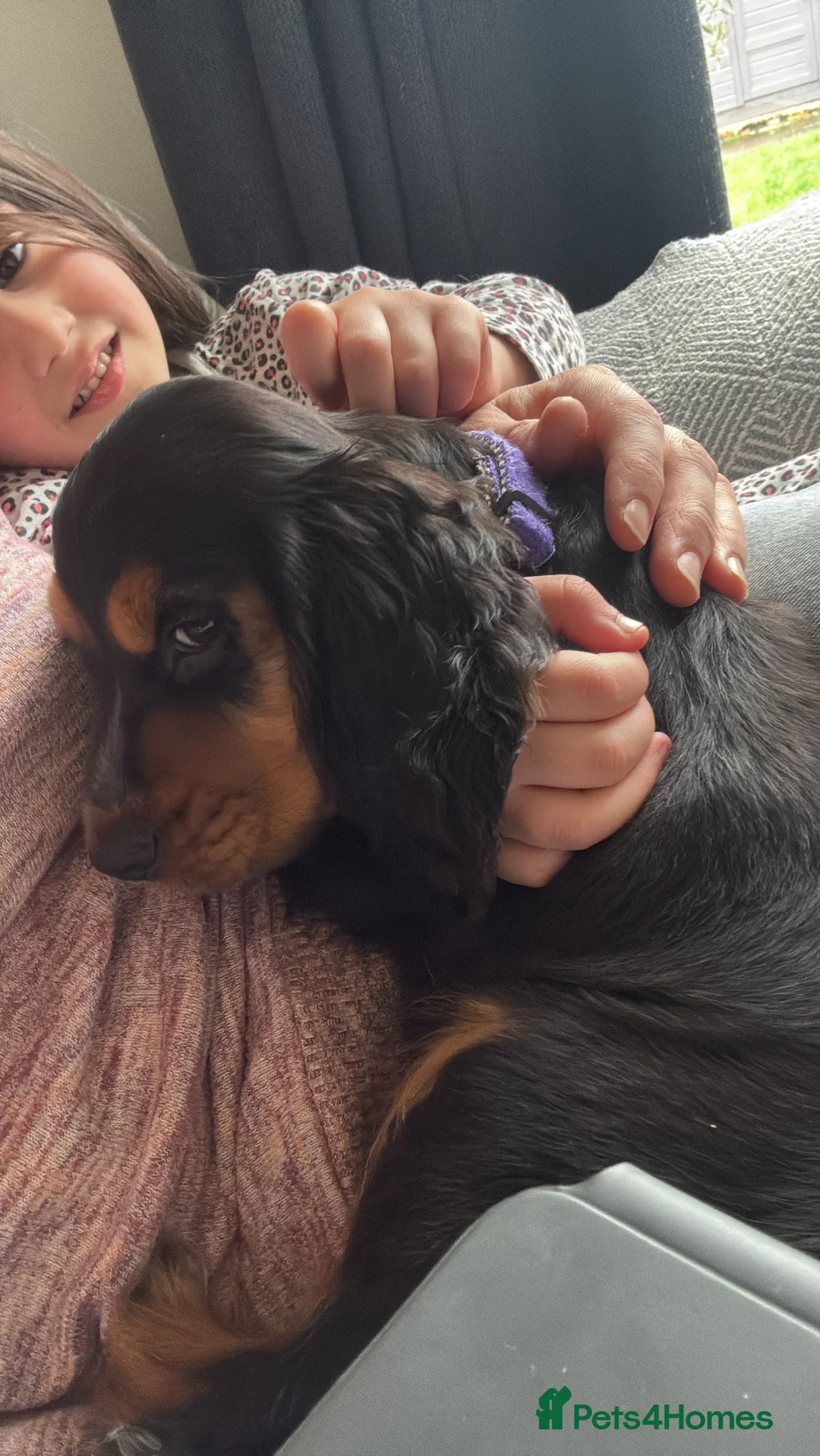 Cocker Spaniel dogs for sale: Show cocker spaniel  - Advert 4