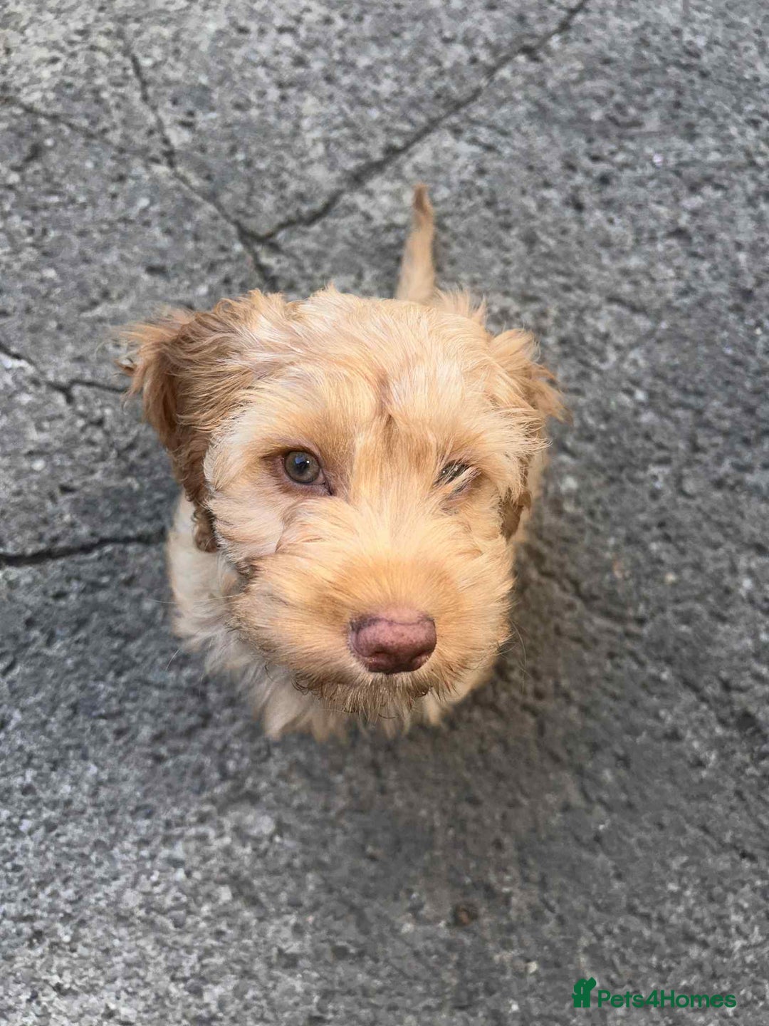 Cockapoo dogs for sale: Beautiful female cockerpoo puppy - Image 4