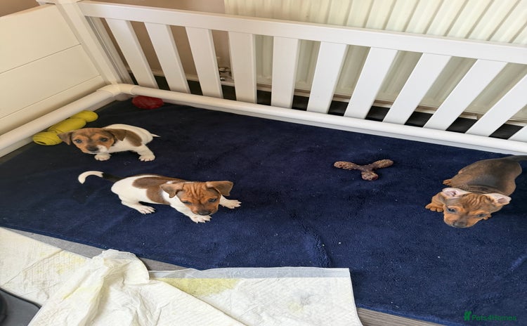 Jack Russell dogs - Advert 2