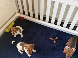 Jack Russell dogs - Advert 27