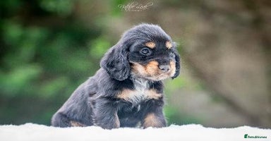 Cocker Spaniel dogs - Advert 6