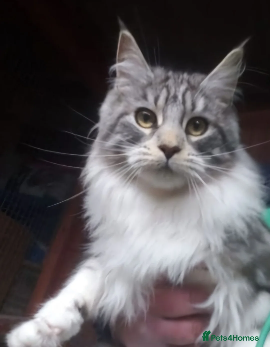 Maine Coon cats for sale: Pure Maine Coon Kittens Registered  - Advert 13