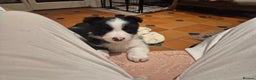 Border Collie dogs for sale: 🏡 Smart, Sweet Border/hunterway x Pup Await You!" - Advert 15