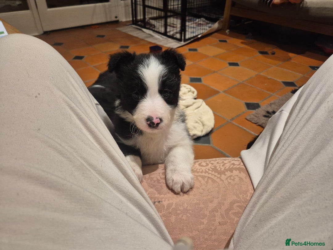 Border Collie dogs for sale: 🏡 Smart, Sweet Border Collie Pups Await You!" - Image 28