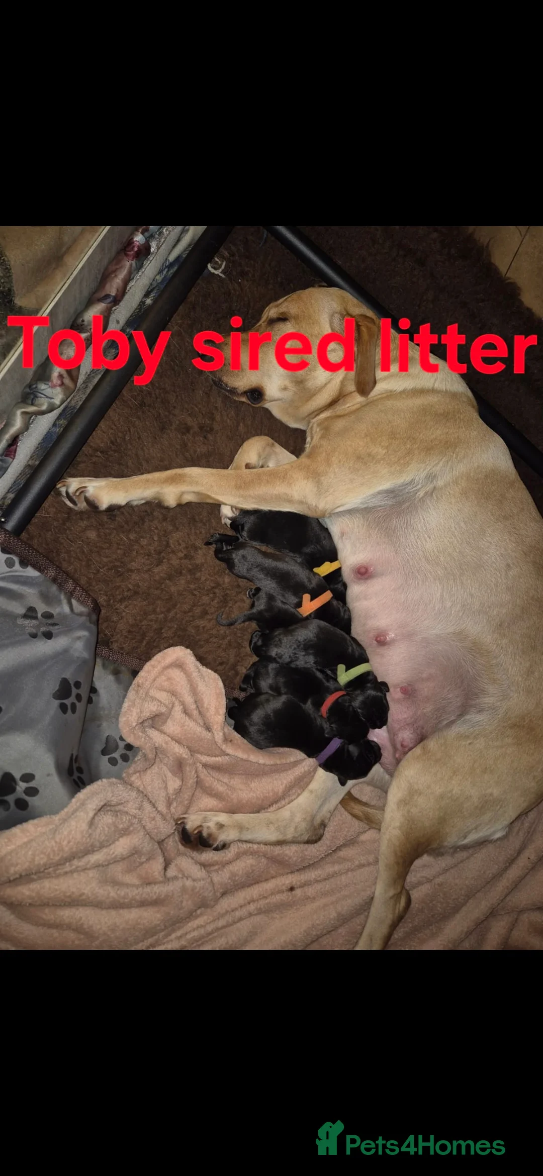 Labrador Retriever dogs for stud: Labrador Ret. 100%-success PROVEN KC/Health tested in Brecon - Advert 21