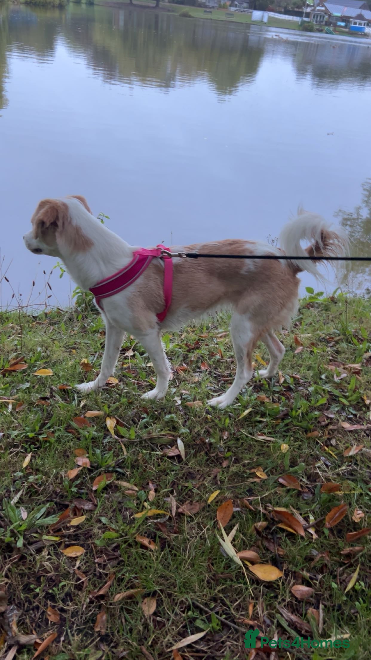 Mixed Breed dogs amalia - Advert 1