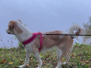 Mixed Breed dogs amalia - Advert 1