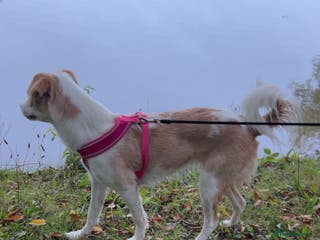 Mixed Breed dogs amalia - Advert 16