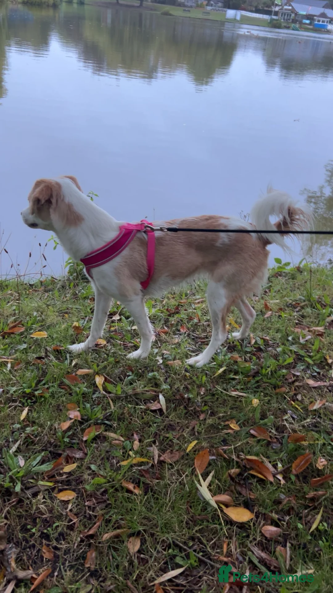 Mixed Breed dogs for sale: amalia - Advert 1