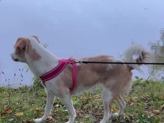 Mixed Breed dogs amalia - Advert 10