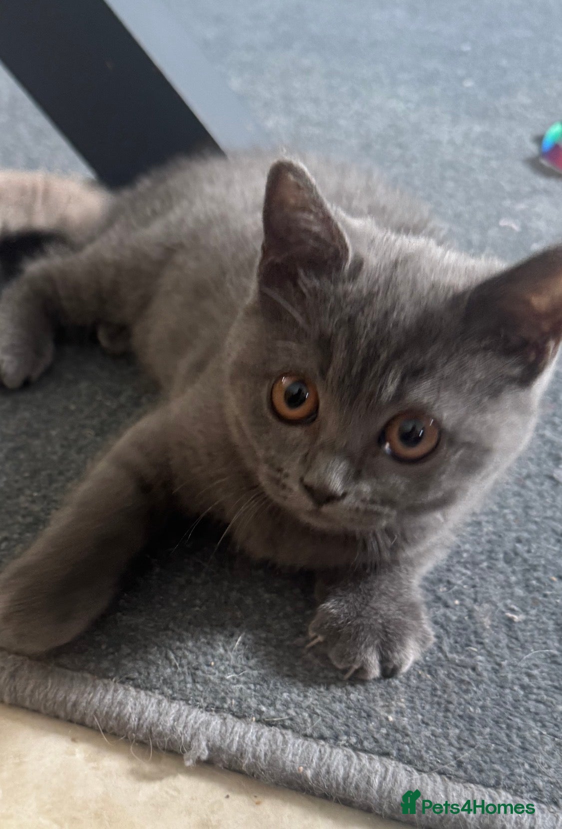 British Shorthair cats British shorthair x ragdoll - ready now  - Advert 2