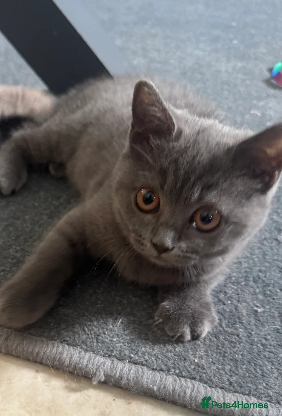 British Shorthair cats for sale: British shorthair x ragdoll - ready now  - Advert 2