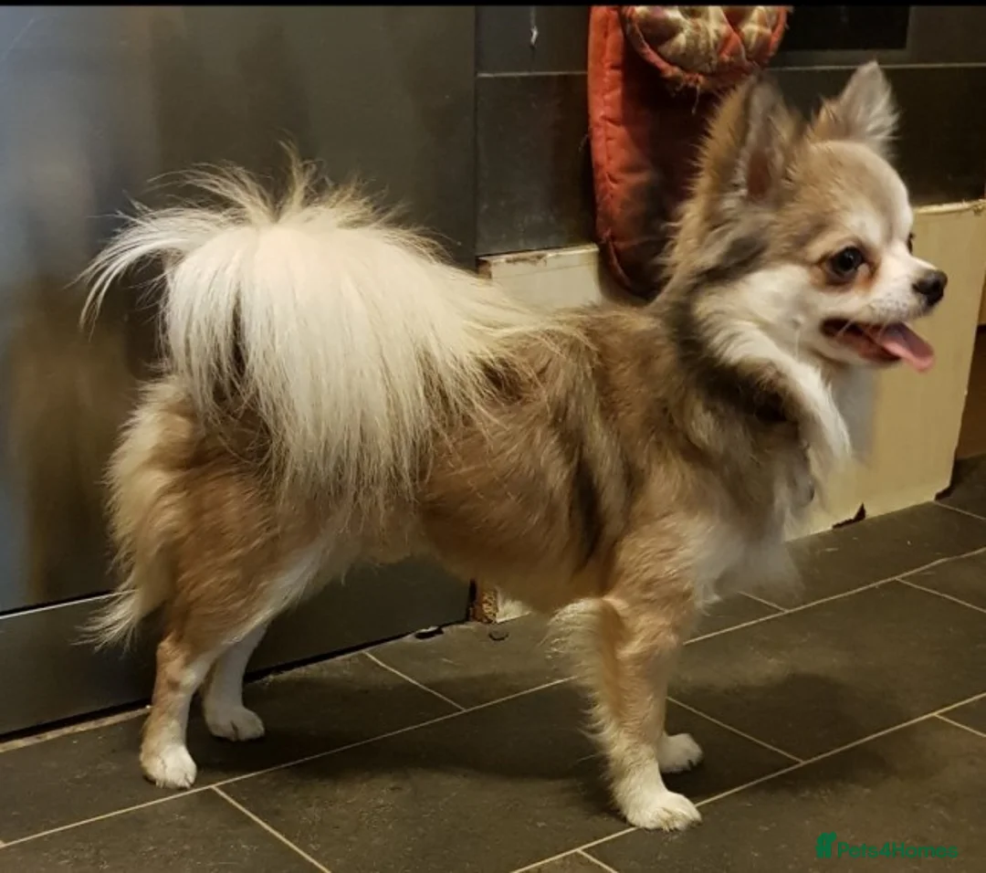 Chihuahua dogs for stud: Duties only not for sale in Liskeard - Advert 4