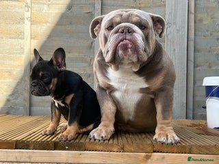 English Bulldog dogs in Southampton - Advert 1