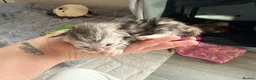Maine Coon cats for sale: Stunning mainecoon kittens ready November/december - Advert 13